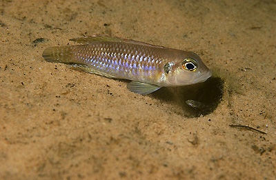 Lamprologus ocellatus 'Kalambo Lodge'